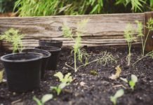 Four-Tips-to-Improve-Your-Raised-Bed--Garden-Soil-on-lightningidea