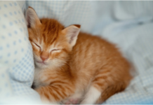 How to Buy a Cat Bed for Your Cat?