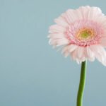 Know-What-To-Do-With-Mums-After-They-Bloom-On