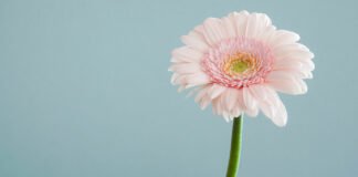 Know-What-To-Do-With-Mums-After-They-Bloom-On