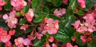 Begonia-Bliss-Top-Care-Tips-For-A-Blossoming-And-Beautiful-Begonia-Plant-on-lightningidea