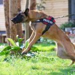 What Are Your Legal Rights After A Dog Bite Incident And How Can An Attorney Assist on lightningidea