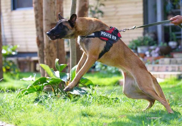 What Are Your Legal Rights After A Dog Bite Incident And How Can An Attorney Assist on lightningidea