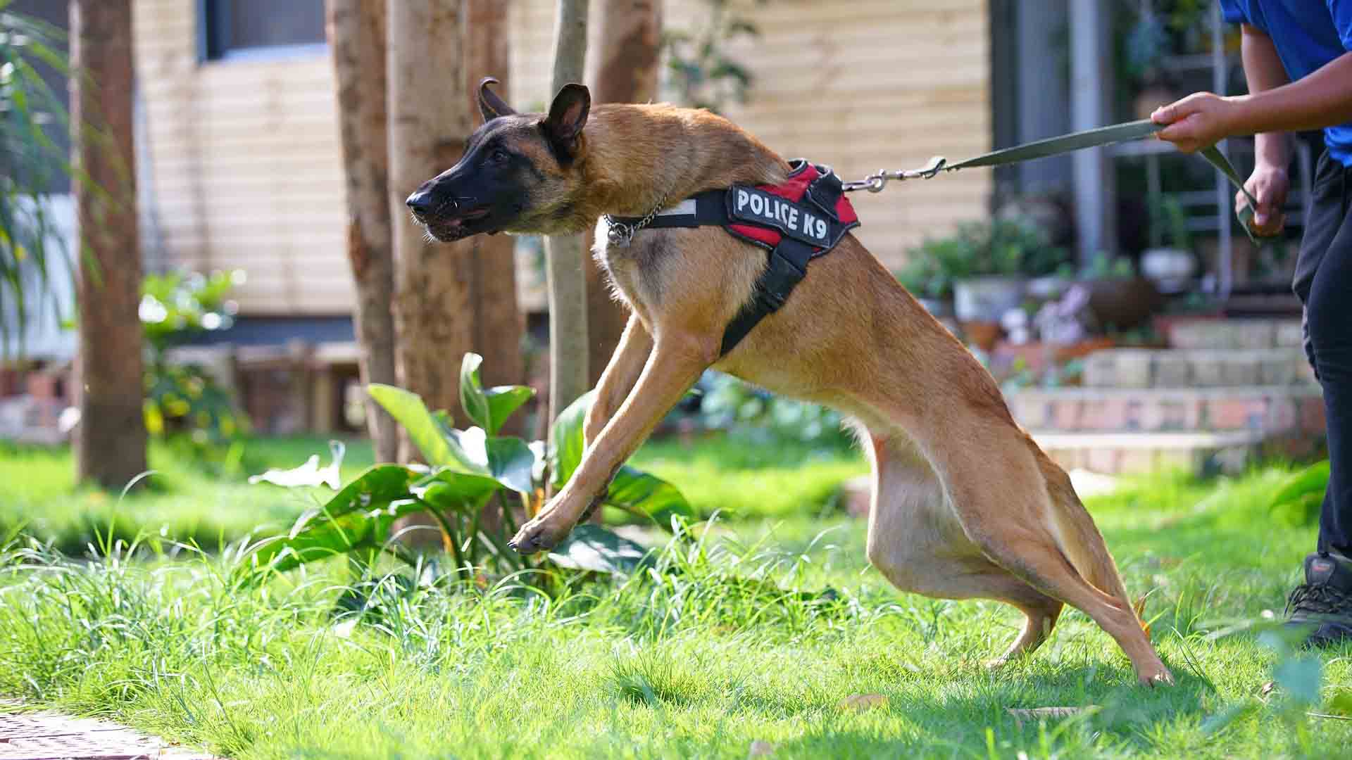 What Are Your Legal Rights After A Dog Bite Incident And How Can An Attorney Assist on lightningidea